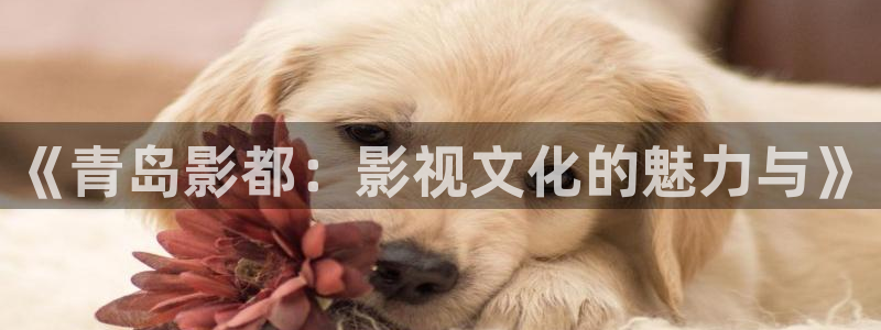 西瓜影视官网